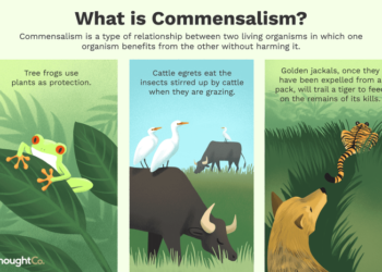 Hutan Sabana: Ciri-Ciri, Manfaat, dan Contohnya di ...