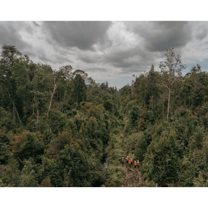 Daftar Daerah Penghasil Hutan Terluas di Indonesia