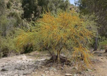 Jenis, Ciri-ciri dan Manfaat Akasia