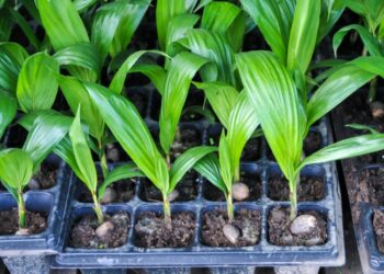 Ciri Ciri Bibit Sawit yang Unggul dan sehat