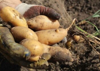 10 Jenis Umbi umbian Beserta Kandungan dan Manfaatnya