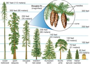 Apa Itu Hutan Konifer? Pengertian, Ciri ciri, manfaat
