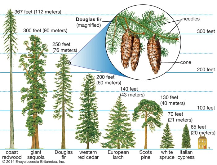 Apa Itu Hutan Konifer? Pengertian, Ciri ciri, manfaat