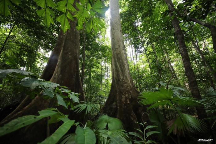 Hutan Musim: Ciri-ciri, Manfaat dan Contoh di Indonesia ...