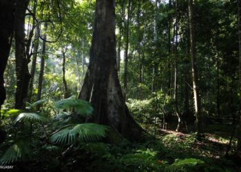 Hutan Musim: Ciri-ciri, Manfaat dan Contoh di Indonesia ...