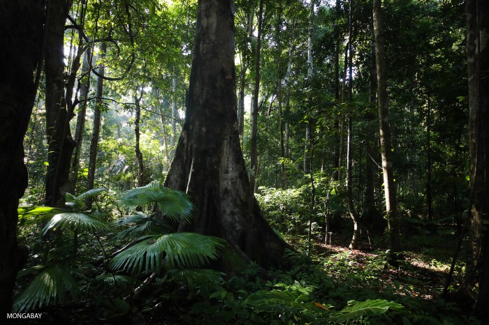 Hutan Musim: Ciri-ciri, Manfaat dan Contoh di Indonesia ...