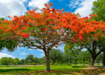 10+ rekomendasi Pohon Peneduh Jalan Raya yang akarnya tidak merusak