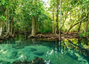 10 Manfaat Hutan Mangrove Bagi Lingkungan Sekitar