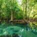 10 Manfaat Hutan Mangrove Bagi Lingkungan Sekitar
