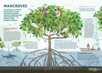 Mengenal hutan bakau dan Manfaat untuk Makhluk Hidup