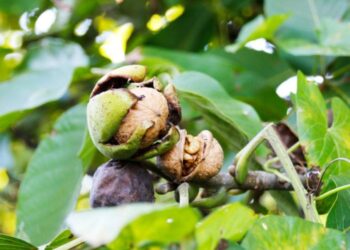 Pohon Kenari - Ciri-Ciri, Manfaat, dan cara Budidaya