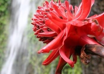 Contoh Macam Macam Tumbuhan Endemik Asli Indonesia Lengkap