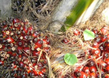 Perkembangan Alat Canggih Pengangkut Buah Kelapa Sawit Modern