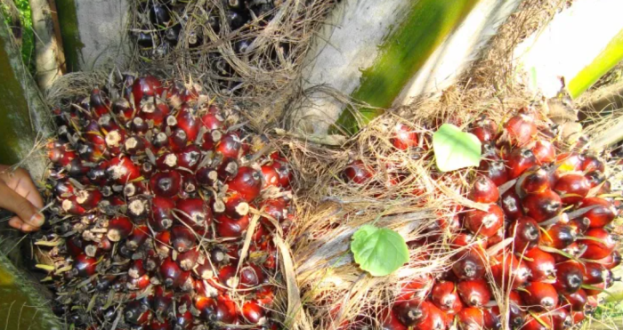 Perkembangan Alat Canggih Pengangkut Buah Kelapa Sawit Modern