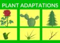 5 Bentuk Adaptasi Morfologi pada Tumbuhan