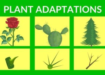 5 Bentuk Adaptasi Morfologi pada Tumbuhan