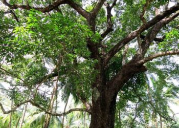 Mengenal pohon tanjung, manfaat dan tips perawatan