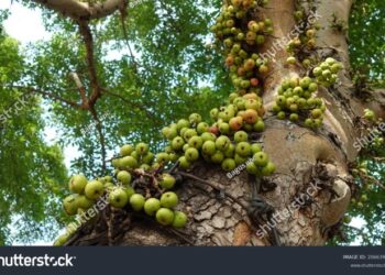 Pohon Loa: Taksonomi, Ciri-Ciri, Habitat, Manfaat