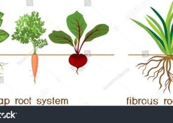 Jenis Jenis Akar dan Fungsi Akar pada Tumbuhan