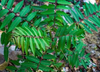 Pohon Suren, Jenis, Ciri-ciri, Sebaran dan Manfaat