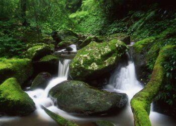 Hutan Lindung Adalah: Pengertian ciri ciri dan Manfaat