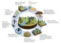 Hasil Hutan: Pengertian, Jenis, Contoh dan Manfaat