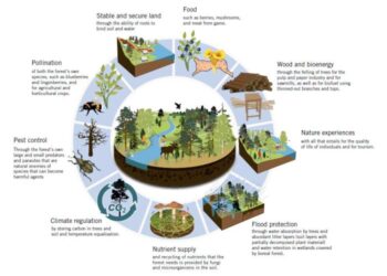 Hasil Hutan: Pengertian, Jenis, Contoh dan Manfaat