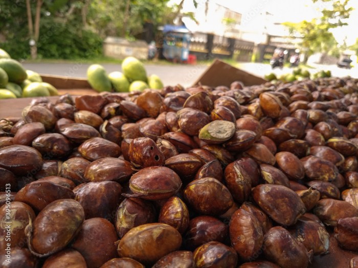 Pohon Jengkol: Ciri-ciri, Manfaat dan Cara Menanam