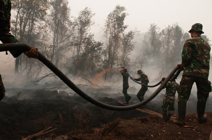 10+ Penyebab Paling Sering Kebakaran Hutan di Indonesia