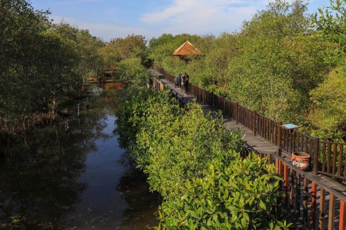 Berkunjung ke Ekowisata Mangrove Wonorejo Surabaya