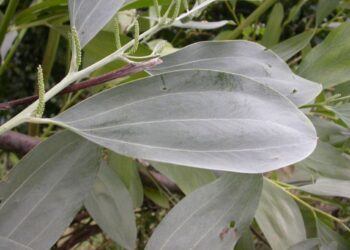 Acacia mangium: Ciri-Ciri, Pembibitan, dan Manfaatnya