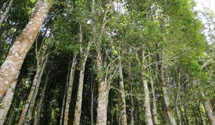 Kenalan dengan Pohon Gaharu, Harum Kayunya Luar