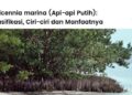 Avicennia marina (Api-api Putih): pengertian, Ciri-ciri, Manfaat