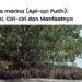 Avicennia marina (Api-api Putih): pengertian, Ciri-ciri, Manfaat