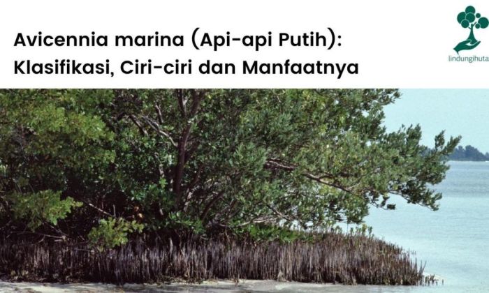 Avicennia marina (Api-api Putih): pengertian, Ciri-ciri, Manfaat