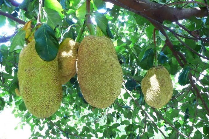 Pohon Cempedak: Ciri Ciri, Manfaat, Persebaran