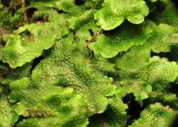 LUMUT (Bryophyta): Pengertian, Klasifikasi, Cara Budidaya