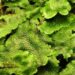 LUMUT (Bryophyta): Pengertian, Klasifikasi, Cara Budidaya