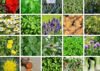 10+ Gulma Berkhasiat untuk Tanaman Obat