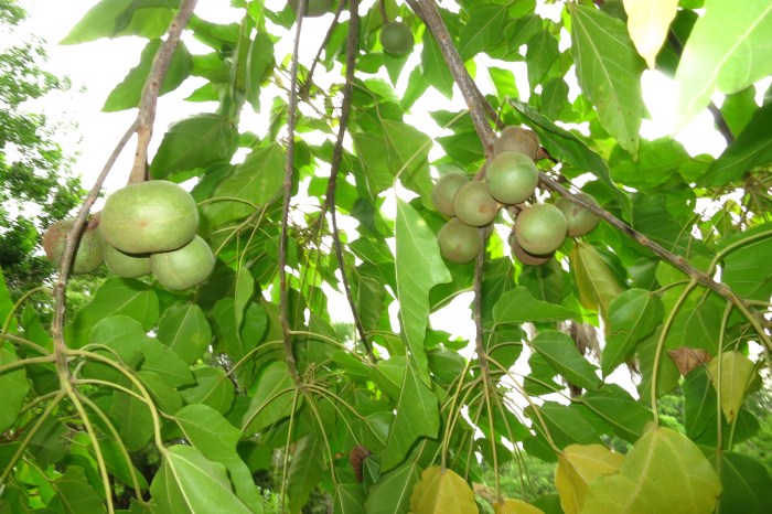 Manfaat Pohon Kemiri Bagi Kehidupan