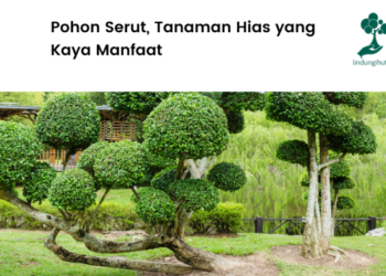 Pohon Serut, Ciri Ciri, Manfaat, Persebaran