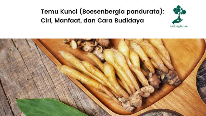 Temu Kunci (Boesenbergia pandurata): Ciri, Manfaat, dan Cara Budidaya