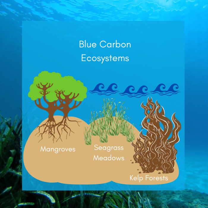 Pengertian Blue Carbon, Manfaat, dan Elemen Ekosistem