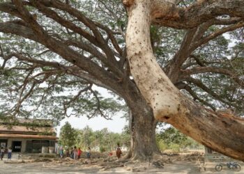 12+ Manfaat Pohon Trembesi untuk Kesehatan