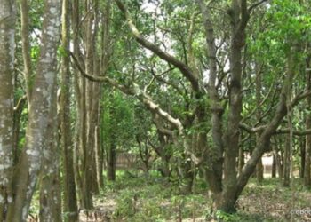 Kenalan dengan Pohon Gaharu, Harum Kayunya Luar
