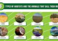 Apa Itu Habitat, Fungsi, Jenis dan Hubungan dengan Fauna