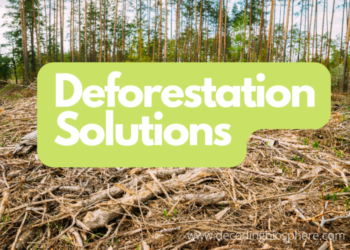 Mengenal Deforestasi dan Solusi Mengatasinya
