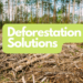 Mengenal Deforestasi dan Solusi Mengatasinya