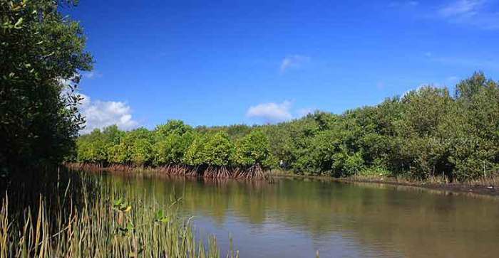 Pantai Baros Bantul dan Serba-serbi Ekowisata Mangrove