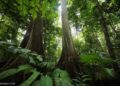 9 Jenis Hutan dan Ciri-ciri Hutan di Indonesia